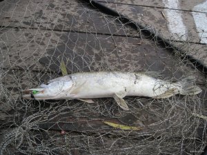 IMG_1062.JPG