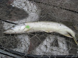IMG_1064.JPG