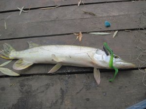 IMG_1078.JPG