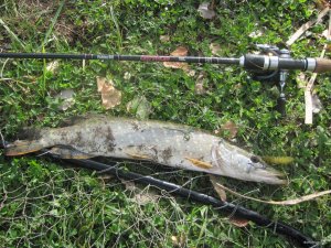IMG_1084.JPG