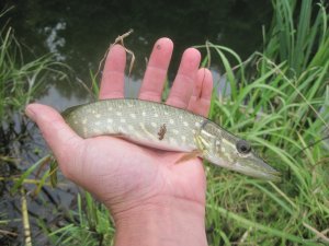 IMG_1113.JPG