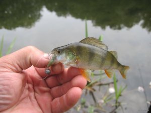 IMG_1114.JPG