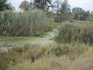 IMG_1119.JPG