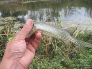 IMG_1123.JPG