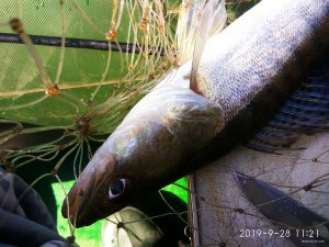 IMG_20190928_112104.jpg