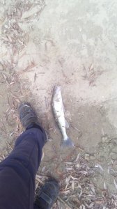 IMG_20190928_094727.jpg