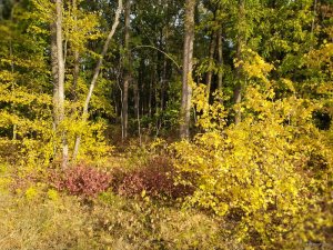 IMG_20190928_161151.jpg