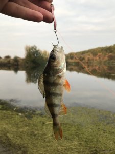 IMG_3156.JPG