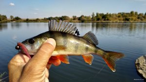 IMG_20190928_125514.jpg