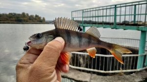 IMG_20190928_082802.jpg
