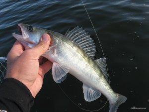 IMG_5029.JPG