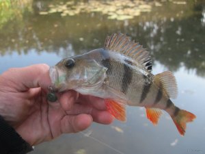 IMG_1155.JPG