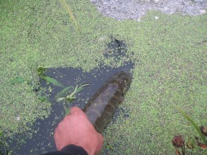 IMG_1161.JPG