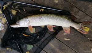 IMG_20191010_092854.jpg