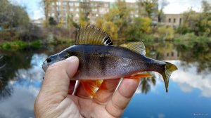 IMG_20191011_135523.jpg