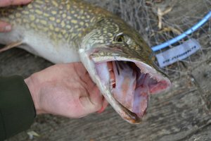 DSC_0611.JPG