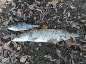 IMG_20191015_141238.jpg