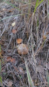 IMG_20191017_170500.jpg