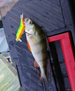 IMG_20191020_093155.jpg