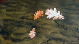 IMG_20191020_111745.jpg