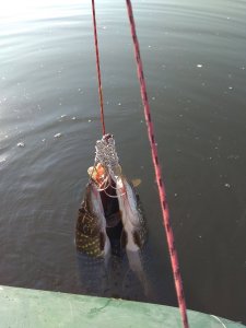 IMG_20191019_121433.jpg