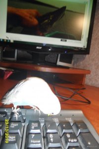 SAM_1142.JPG