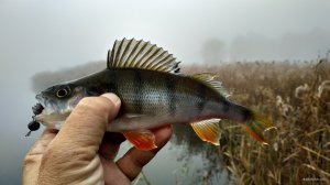 IMG_20191026_083946.jpg