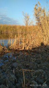 IMG_20191025_160154.jpg