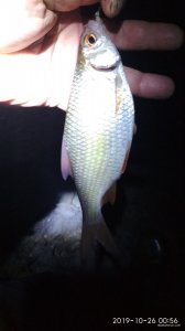 IMG_20191026_005645.jpg