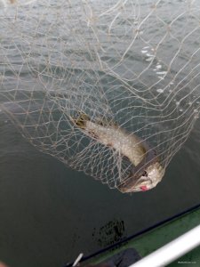 IMG_20191103_090919.jpg