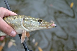 DSC_0119.JPG