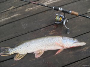 IMG_1253.JPG