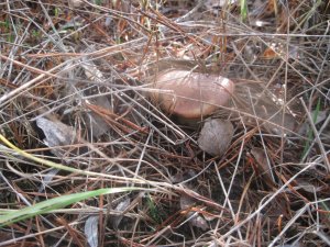 IMG_1256.JPG