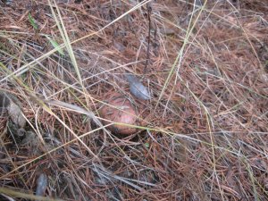 IMG_1261.JPG
