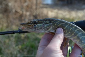 DSC_0161.JPG