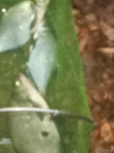 IMG_20191115_063302.jpg