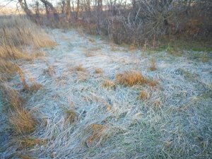 IMG_20191115_075301.jpg