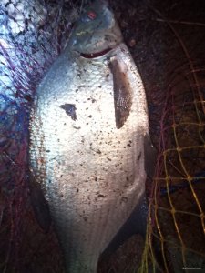 IMG_20191115_020803.jpg