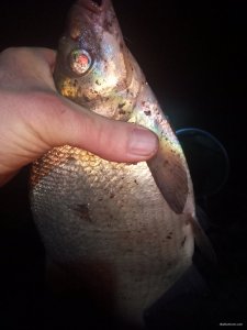 IMG_20191115_020923.jpg