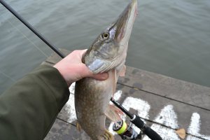 DSC_0280.JPG