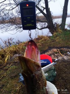IMG_20191119_144509_Original.jpg
