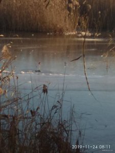 IMG_20191124_081156.jpg