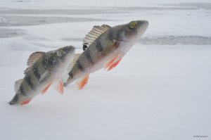 IMG_20191125_130342_573.jpg