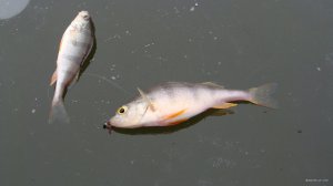 DSC01944.JPG