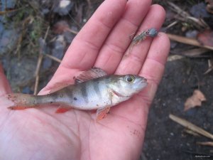IMG_1343.JPG