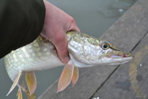 DSC_0498.JPG