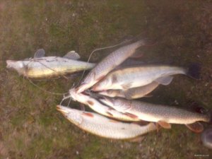 IMG_20191130_152930.jpg