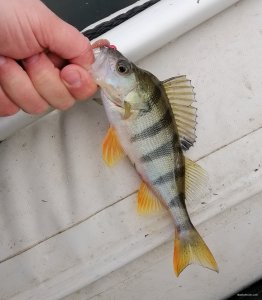 IMG_20191208_114208.jpg