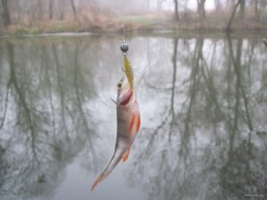 IMG_1355.JPG