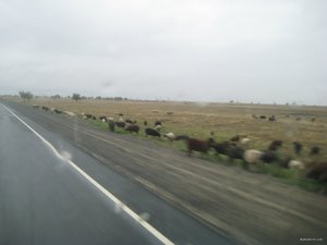 IMG_1784.JPG